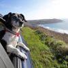 Top 15 Pet-Friendly Vacation Destinations