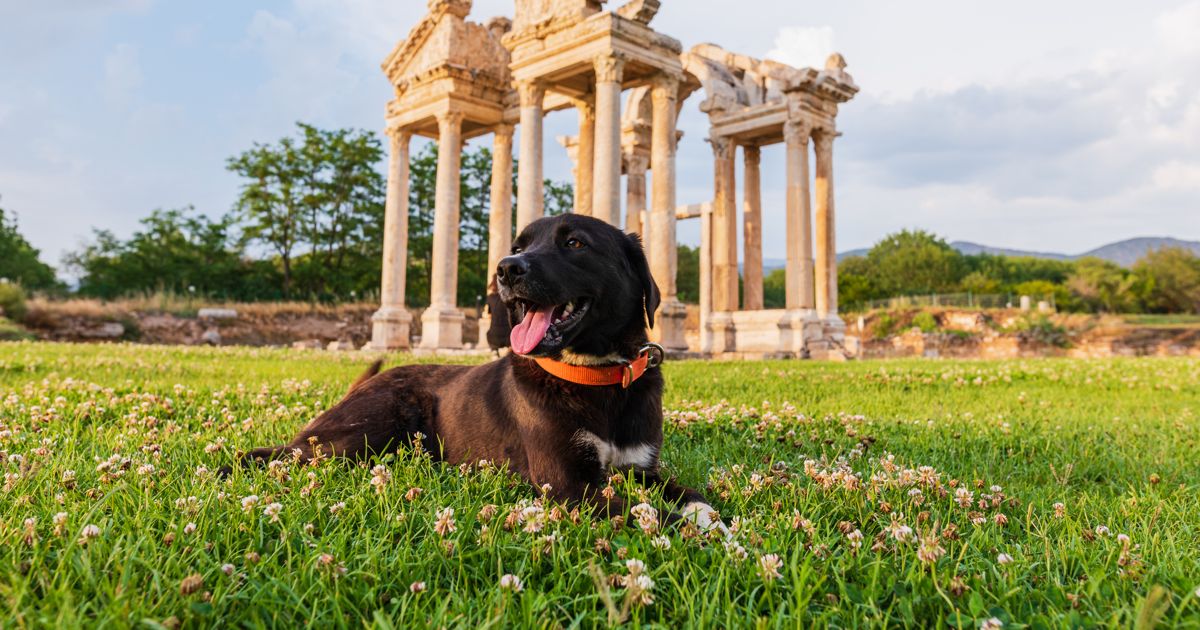30 Magical Mythological Names For Your Pet - Critter Culture