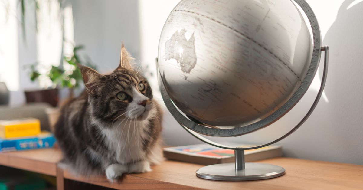 Most Popular Cat Names in 20 Countries Critter Culture