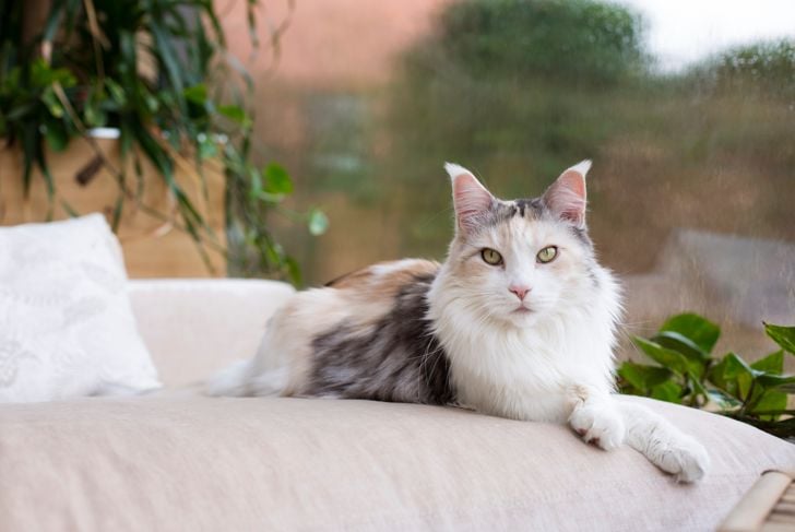 Most Popular Cat Names in 20 Countries - Critter Culture