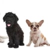 10 Very Cute Puppies That Will Melt Your Heart