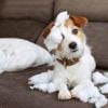 Addressing Separation Anxiety in Dogs Through Training