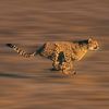 The Cheetah: Exploring Nature’s Elegant Speedster