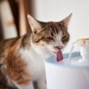 Hydration Tips: Finding the Best Cat Water Fountain