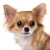 Baby Chihuahuas: The Tiniest of Canine Companions