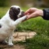 Socializing Your Puppy: Keys to a Well-Behaved Dog