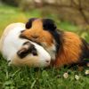 Cute Guinea Pigs: Adorable Companions for Pet Lovers
