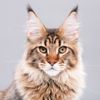 Maine Coon Cats: Understanding the Gentle Giants