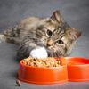 The Ultimate Guide to the Best Dry Foods for Cats