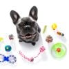 Best Dog Toys to Keep Your Canine Happy and Active