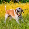 Leash Training: How to Avoid Tug-of-War With Your Dog