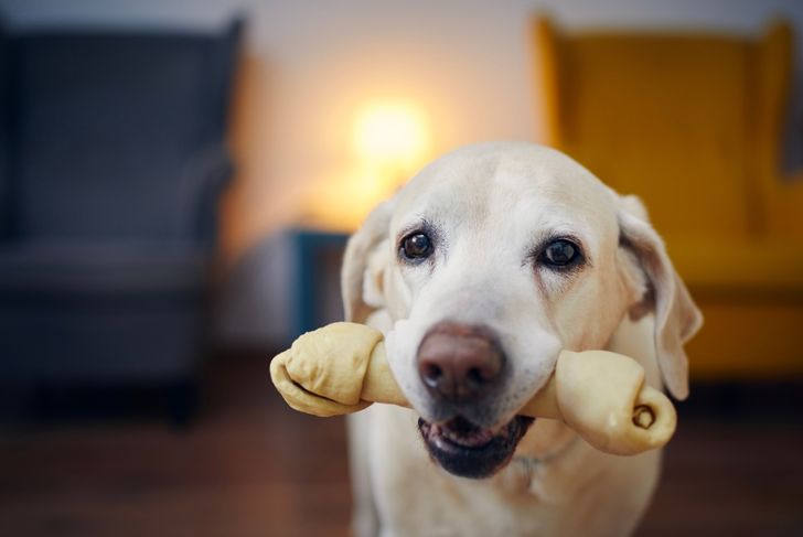 Candid look of happy dog with chewing bone in mouth. Portrait of old labrador retriever at home.