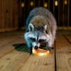 Are Raccoons Really Becoming America’s Next Pet?