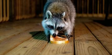 Are Raccoons Really Becoming America’s Next Pet?