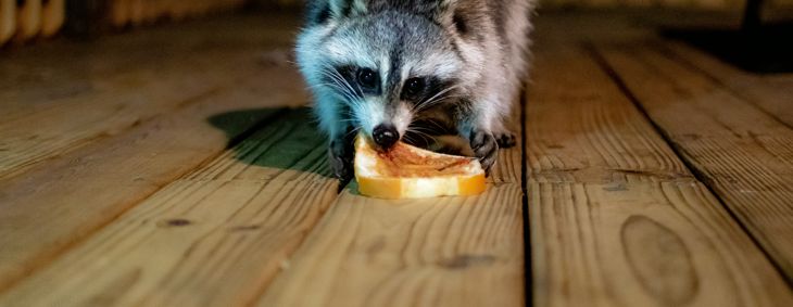 A raccoon on a wooden deck at night eats a slice of bread with spread, staring directly toward the camera. Warm lighting and soft shadows highlight the texture of its fur and the planks beneath its paws.