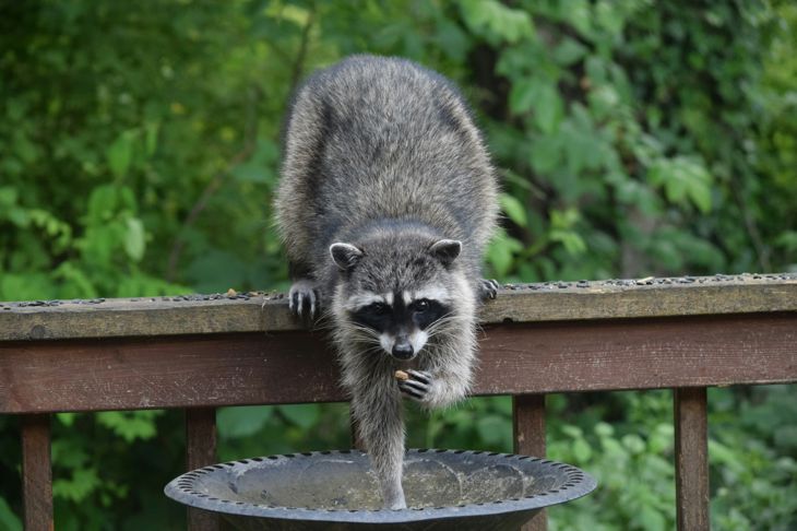 A raccoon perched on a wooden railing reaches into a metal birdbath with one paw while holding a piece of food in the other. Dense green foliage fills the background in an outdoor setting.