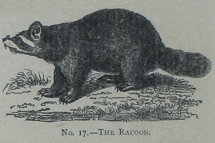 Illustration from "Picture Natural History" - No 17 - The Racoon - Raccoon