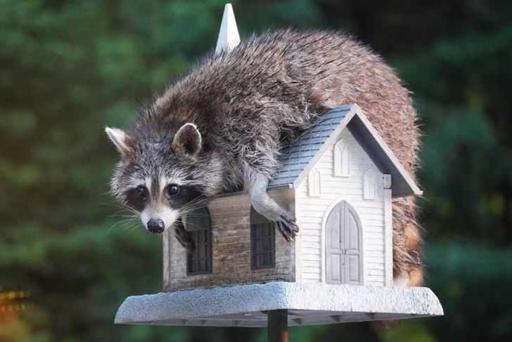 The raccoon is a medium-sized mammal native to North America. It is the largest of the procyonid family