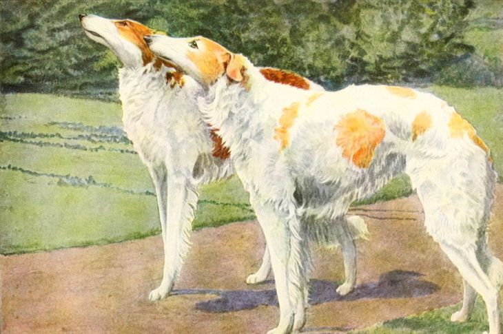 Illustration of two Russian Wolfhounds, or Borzois, standing alert on a garden path with their heads raised. The long-haired dogs have slender frames and white coats with orange markings, depicted in a soft, painterly style from an early 20th-century book.