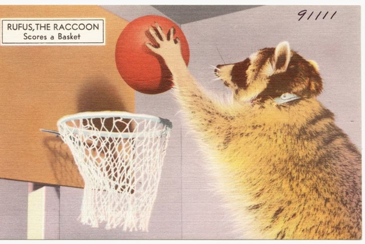 Vintage postcard illustration of a raccoon standing upright and reaching to dunk a red basketball into a white hoop. The caption reads “RUFUS, THE RACCOON Scores a Basket,” with a pastel-toned background and mid-century art style.