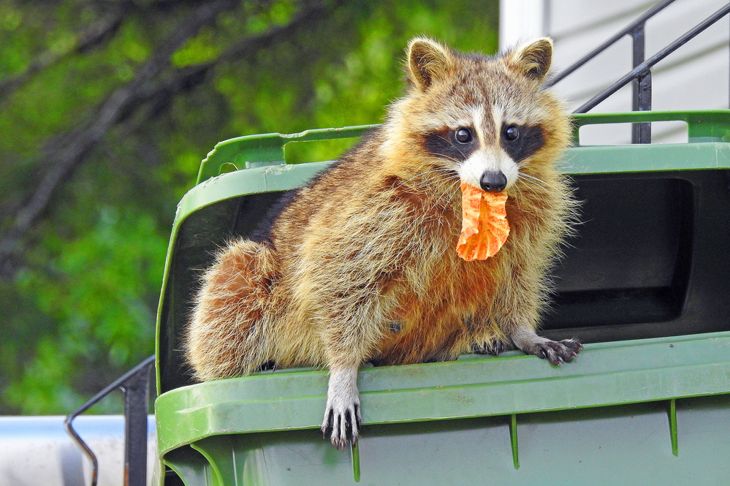 Raccoon in a garbage bin
