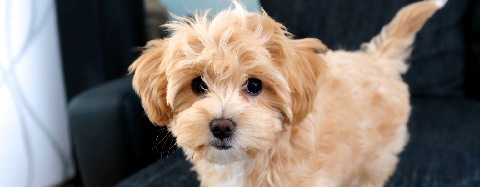 What Is The Most Popular Mixed Breed Dog