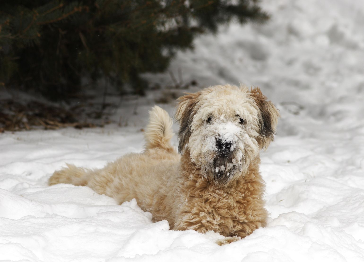 Can A Wheaten Terrier Be Left Alone