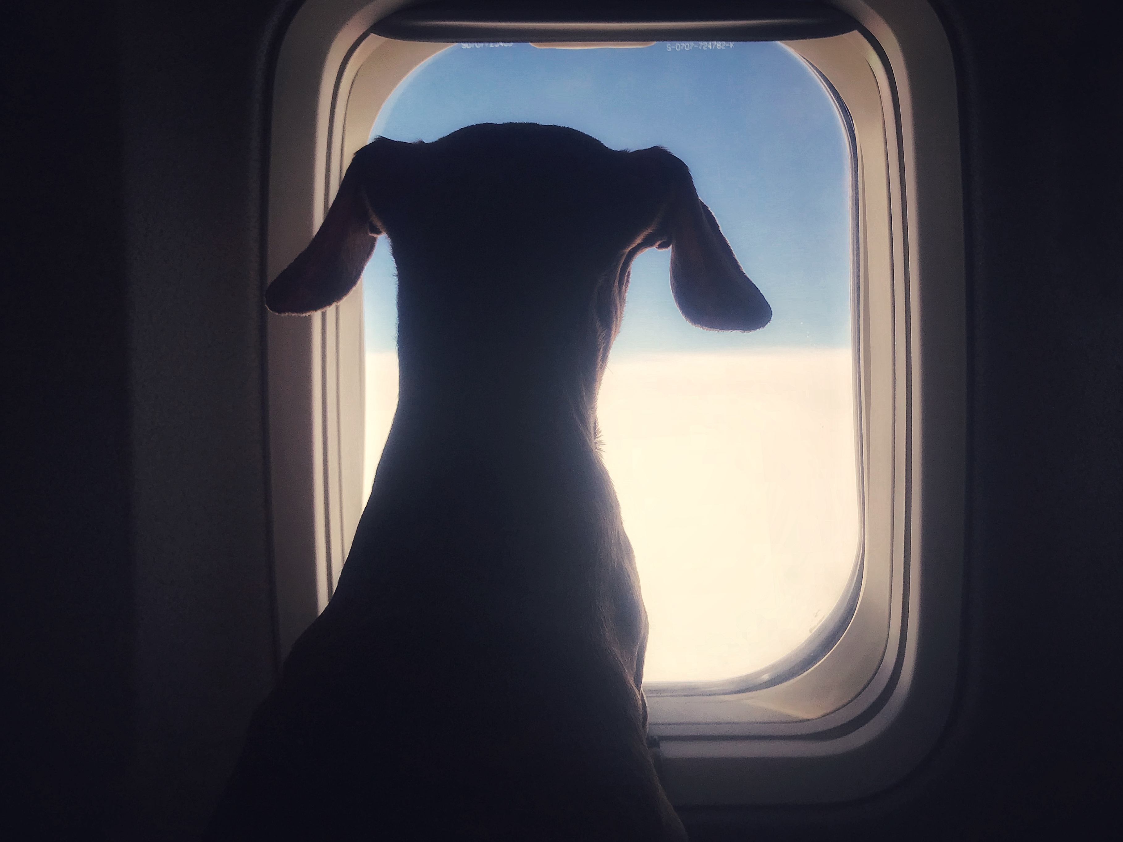 Cute dachshund dog looking through an airplane window while traveling