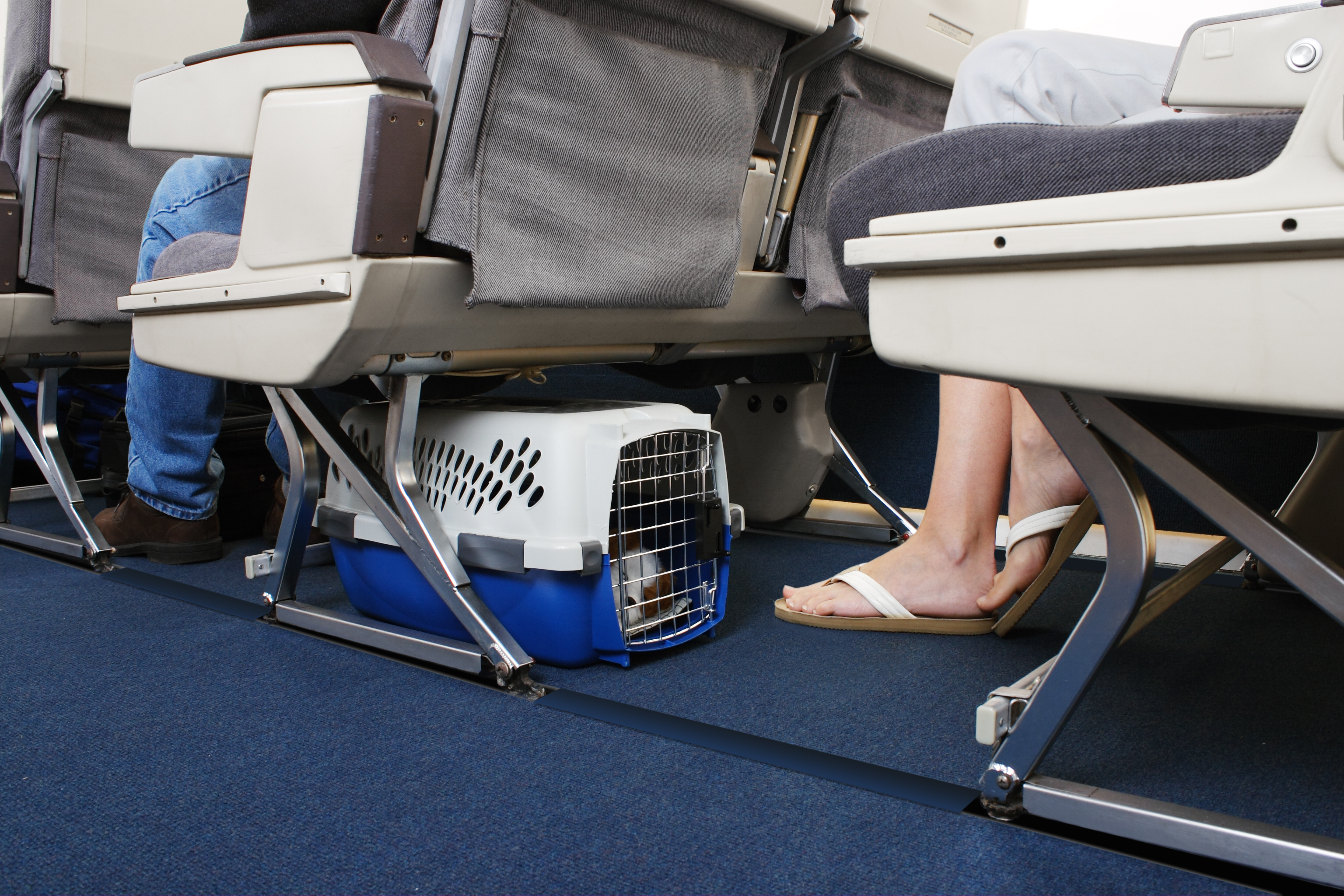Passenger traveling with their pet dog. Pet carrier is stowed under the seat.