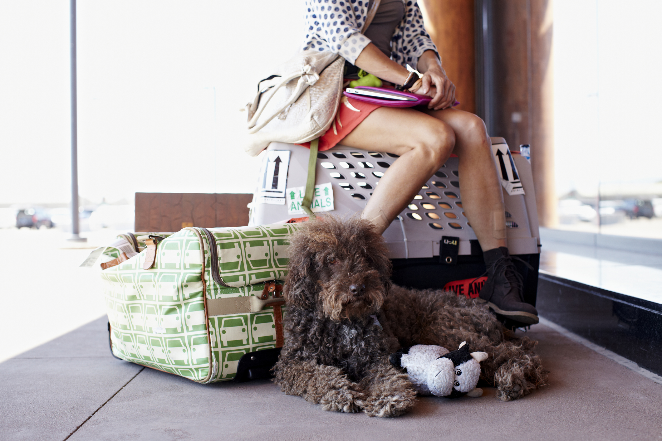 Woman waiting at airport with dog and bags